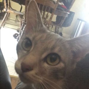 Meet your Posher, Cameron